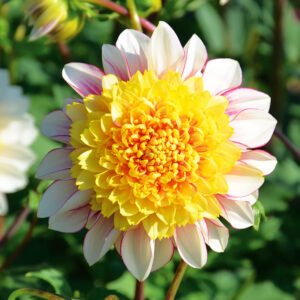 Dahlia alvéolé Polka