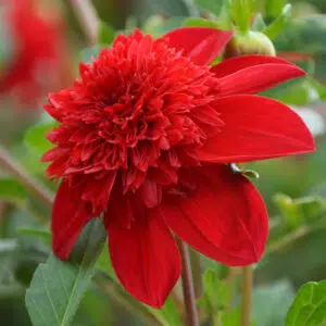 Dahlia Alvéolé Rafale