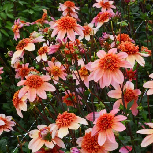 Dahlia alvéolé Totally Tangerine