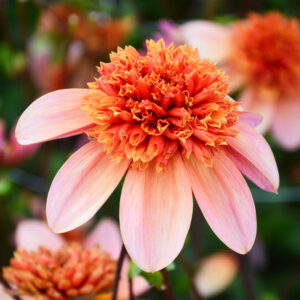 Dahlia alvéolé Totally Tangerine