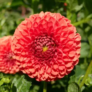 Dahlia Balle Elvire