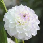 Dahlia balle Evelyne