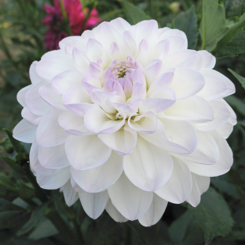 Dahlia balle Evelyne