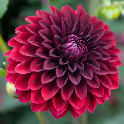 Dahlia Balle Faro