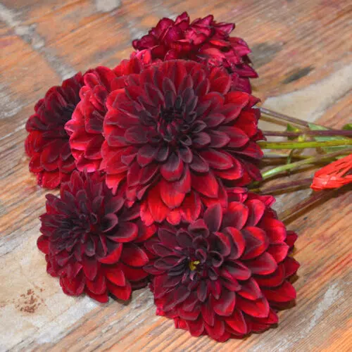 Dahlia Balle Faro