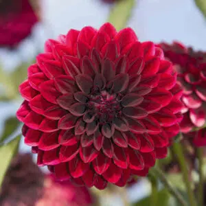 Dahlia Balle Faro