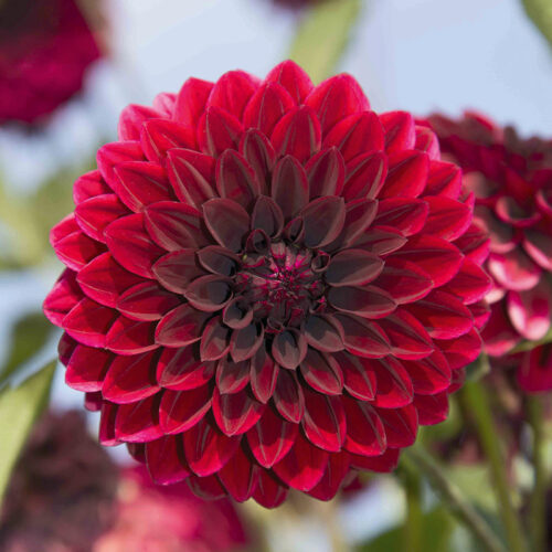 Dahlia Balle Faro