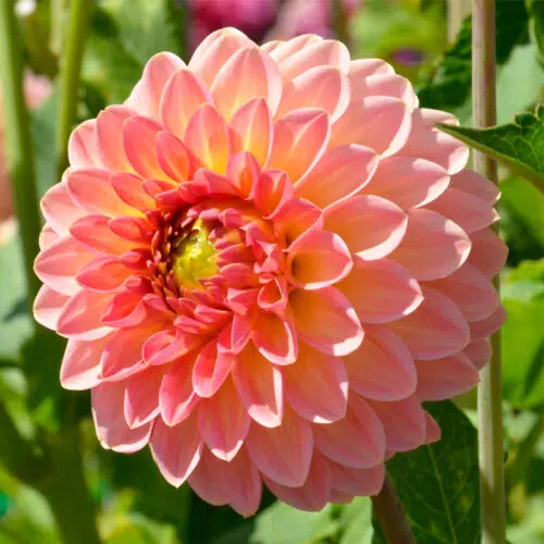 Dahlia Balle Hillcrest Suffusion