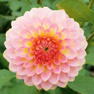 Dahlia Balle Hillcrest Suffusion