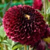 Dahlia Balle Jowey Mirella