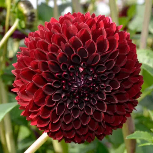 Dahlia Balle Jowey Mirella