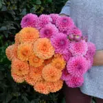 Dahlia Balle Sandra Bio