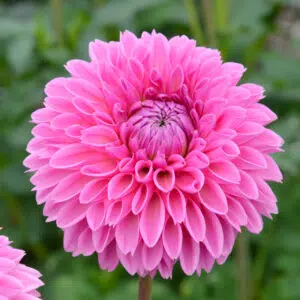 Dahlia Balle Sandra Bio