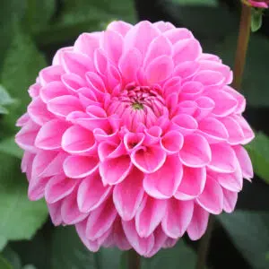 Dahlia Balle Sandra