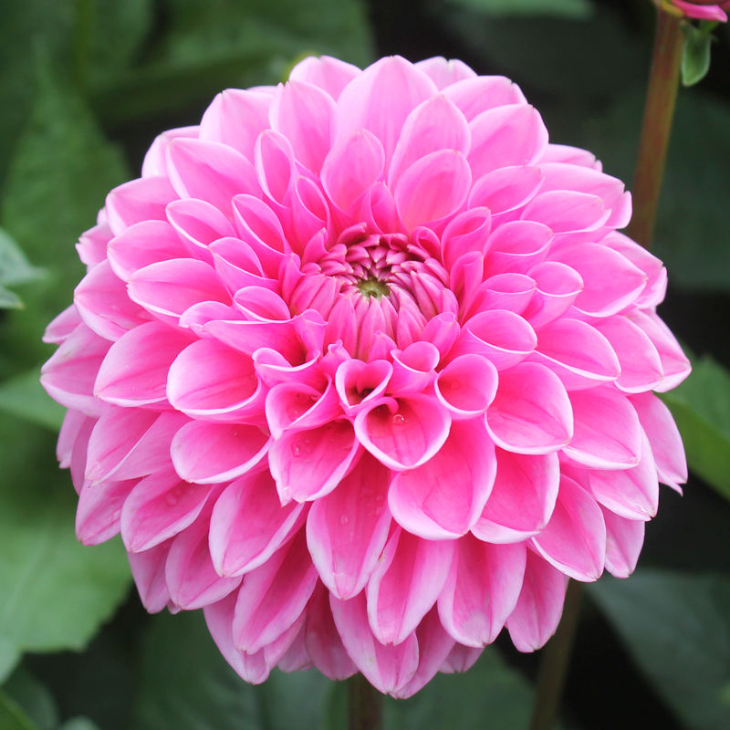 Dahlia Balle Sandra