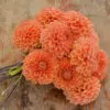 Dahlia Balle Sylvia