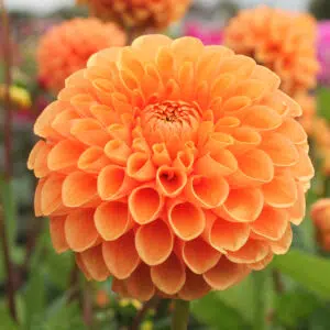 Dahlia Balle Sylvia