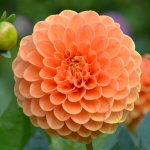 Dahlia Balle Sylvia Bio