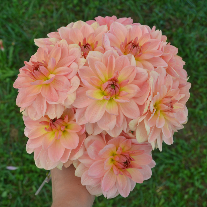 Dahlia Buisson Ankara