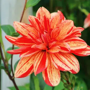 Dahlia Buisson Les Sables d'Olonne