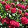 Dahlia Buisson Mille Feux