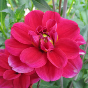 Dahlia Buisson Mille Feux