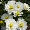 Dahlia Buisson Montreuil