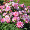 Dahlia Buisson Nain Friandise