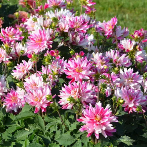 Dahlia Buisson Nain Friandise