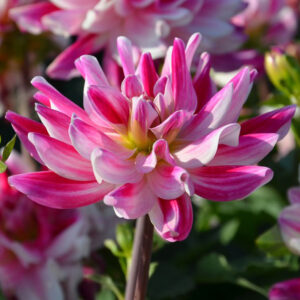 Dahlia Buisson Nain Friandise