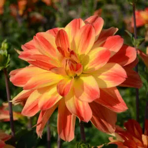 Dahlia Buisson Nain Ibiza