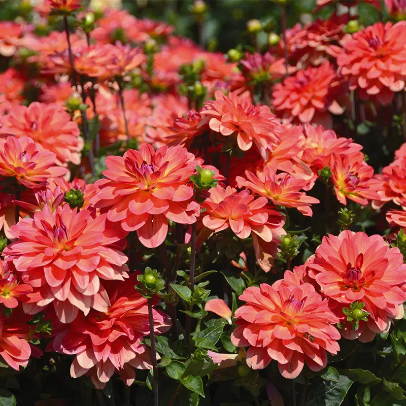 Dahlia Buisson Nain Valentino