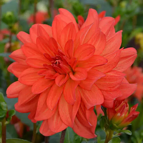 Dahlia Buisson Tour Du Monde