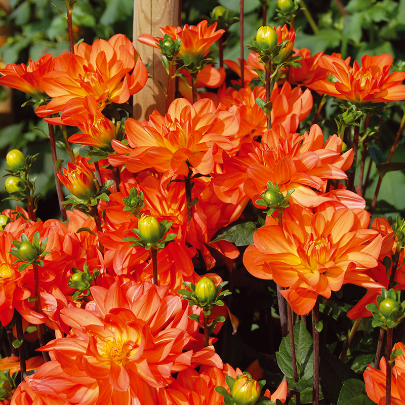 Dahlia Buisson Tour Du Monde