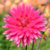 Dahlia Cactus Allegro