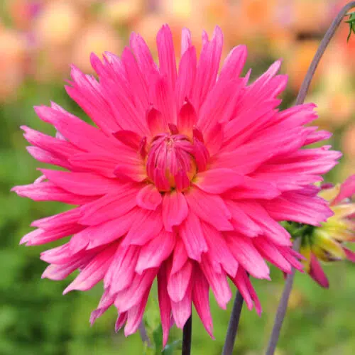 Dahlia Cactus Allegro