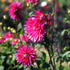 Dahlia Cactus Allegro