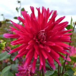 Dahlia Cactus Allegro