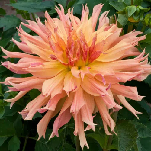 Dahlia Cactus Aurore