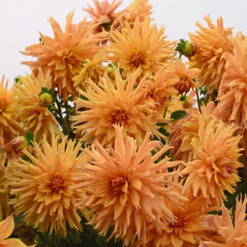 Dahlia Cactus Aurore