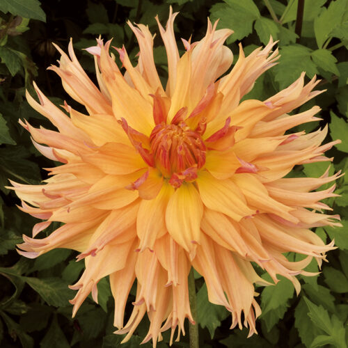 Dahlia Cactus Aurore