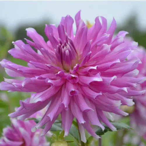 Dahlia Cactus Ballade