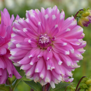 Dahlia Cactus Ballade