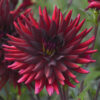 Dahlia Cactus Chat Noir