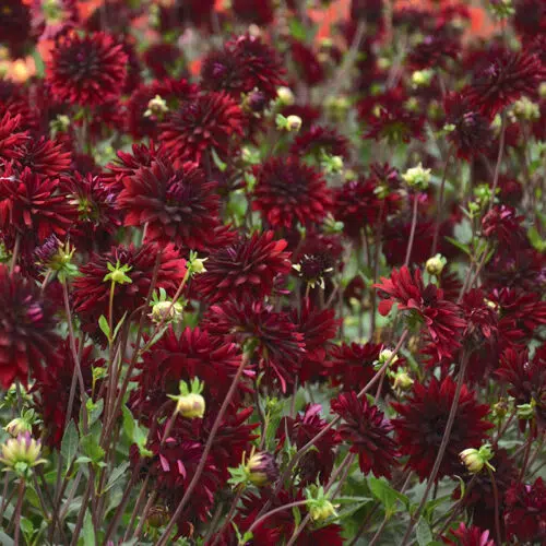 Dahlia Cactus Chat Noir