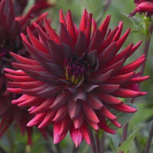 Dahlia Cactus Chat Noir