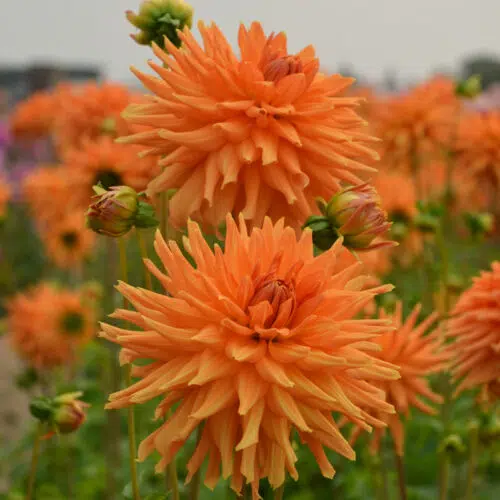 Dahlia Cactus Eclatant