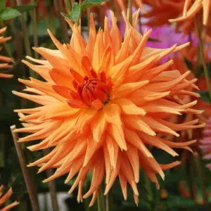 Dahlia Cactus Eclatant