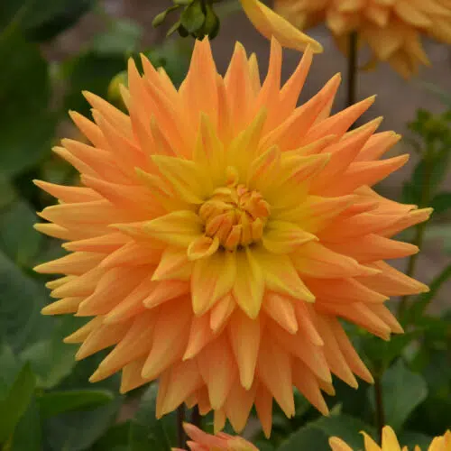 Dahlia Cactus Eté Indien