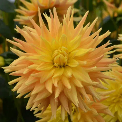 Dahlia Cactus Eté Indien